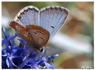 okgzl Balkan Mavisi (Aricia anteros )