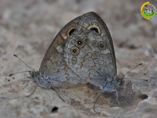 Esmerboncuk (Lasiommata maera)