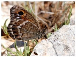 Beyaz Damarl Pirireis (Satyrus amasinus)