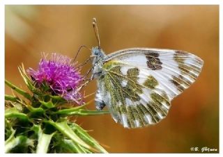 Yeni Beneklimelek (Pontia edusa)