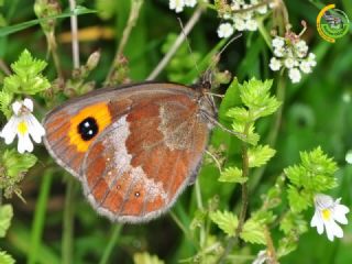 sko Gzelesmeri (Erebia aethiops)