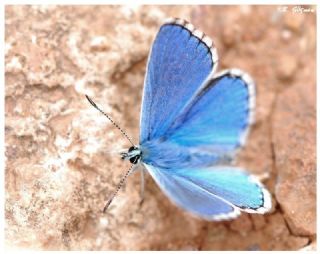 okgzl Gk Mavisi (Polyommatus bellargus)