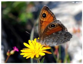 Esmerboncuk (Lasiommata maera)