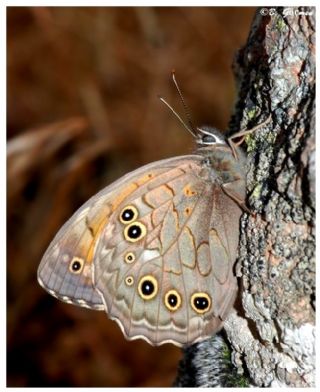 Aa Esmeri (Kirinia roxelana)