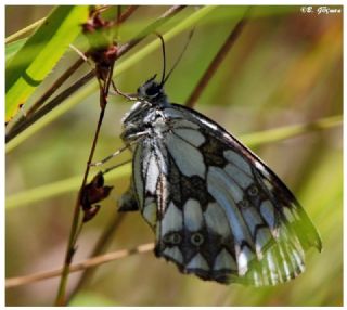 Orman Melikesi (Melanargia galathea)