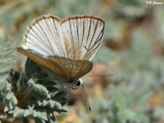 okgzl Anadolu Beyaz (Polyommatus menalcas)