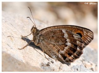 Beyaz Damarl Pirireis (Satyrus amasinus)