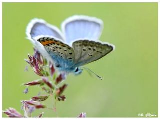 das Mavisi, Esmergz (Plebejus idas)