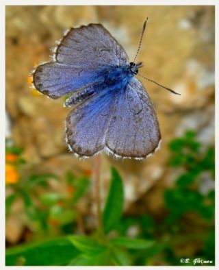 Himalaya Mavisi (Pseudophilotes vicrama)