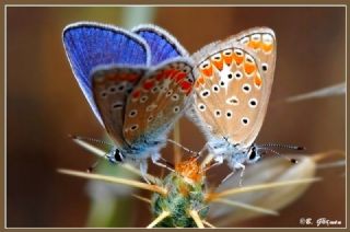 okgzl Meneke Mavisi (Polyommatus thersites)