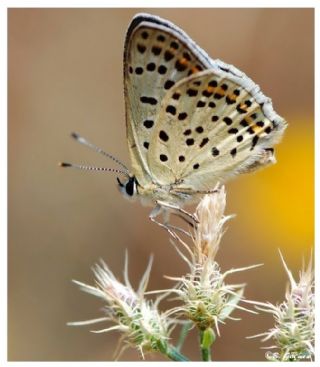 sli Bakr Gzeli (Lycaena tityrus)