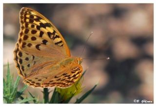 Bahadr (Argynnis pandora)