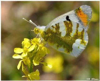 Zegris (Zegris eupheme)