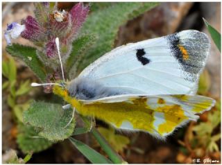 Zegris (Zegris eupheme)