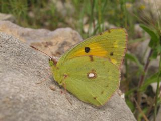 Sar Azamet (Colias croceus)