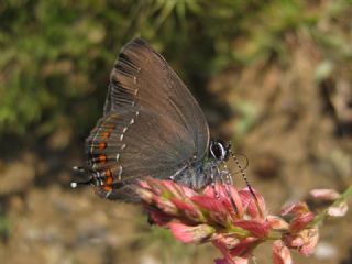 Byk Sevbeni (Satyrium ilicis)