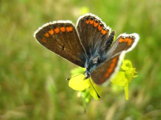 okgzl Esmer (Aricia agestis)