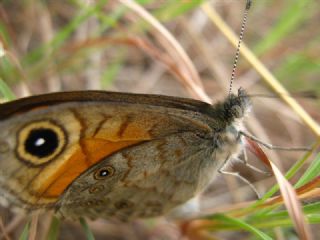 Esmerboncuk (Lasiommata maera)