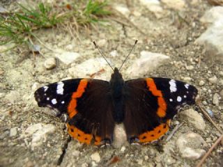 Atalanta (Vanessa atalanta)