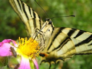 Erik Krlangkuyruk (Iphiclides podalirius)