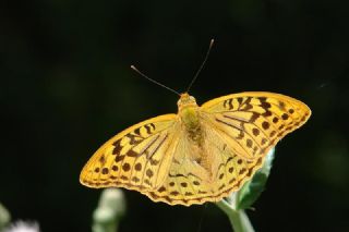 Bahadr (Argynnis pandora)