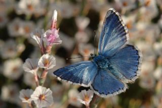 okgzl Yalanc illi Mavi (Polyommatus corydonius)