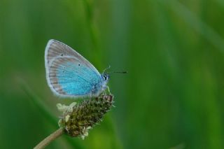 �okg�zl� Rus Mavisi&nbsp;(Polyommatus&nbsp;coelestina)