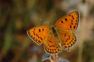 Kk Ate Gzeli (Lycaena thersamon)