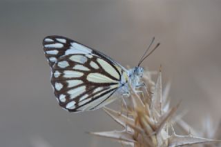 Beyaz nc (Belenois aurota)