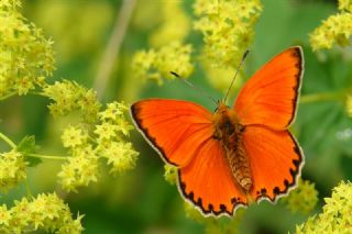 Orman Bakr Gzeli (Lycaena virgaureae)