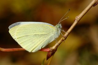 Kk Beyazmelek (Pieris rapae)