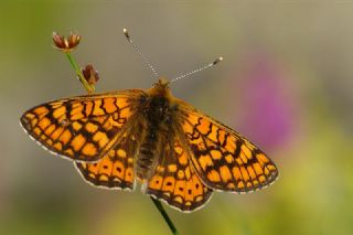 Nazuum (Euphydryas aurinia)