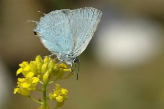 Mavi Sevbeni (Satyrium armenum)