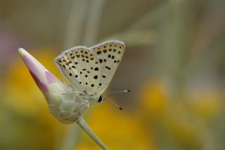 sli Bakr Gzeli (Lycaena tityrus)