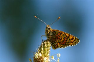 Benekli Byk parhan (Melitaea phoebe)