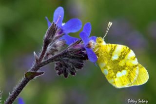 Zegris (Zegris eupheme)