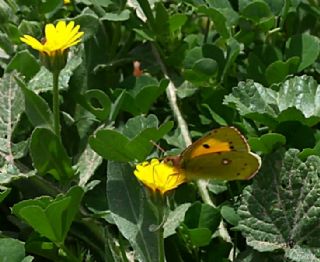 Sar Azamet (Colias croceus)