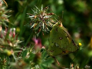 Sar Azamet (Colias croceus)