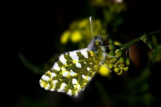 Da Oykls (Euchloe ausonia)