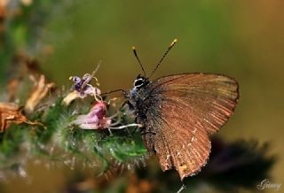 Byk Sevbeni (Satyrium ilicis)