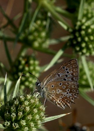 okgzl Dafnis (Polyommatus daphnis)