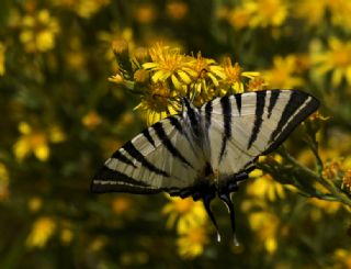 Erik Krlangkuyruk (Iphiclides podalirius)
