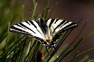 Erik Krlangkuyruk (Iphiclides podalirius)