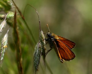 Sar Antenli Zpzp (Thymelicus sylvestris)