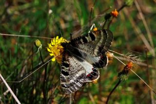 Yalanc Apollo (Archon apollinus)
