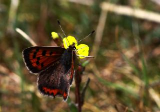 Benekli Bakr Gzeli (Lycaena phlaeas)