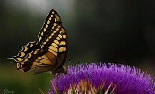 Krlangkuyruk (Papilio machaon)