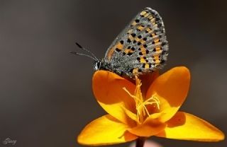 Akbes Gelincii (Tomares nesimachus)