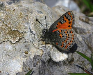 Akbes Gelincii (Tomares nesimachus)