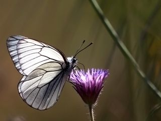Al Beyaz (Aporia crataegi)